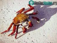 Ảnh Cua biển khổng lồ 'xâm lược' châu Âu