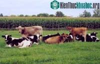 Ảnh Viêm tử cung bò cái sinh sản và cách can thiệp