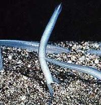 Ảnh Cá van xương - Amphioxus