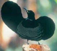 Ảnh Chim đinh viên - Ptilonorhynchidae