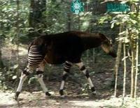 Ảnh Tái phát hiện sinh vật hiếm giống hươu cao cổ ở Congo