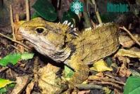 Ảnh Thằn lằn cổ - Kỳ nhông (Sphenodon punctatus)