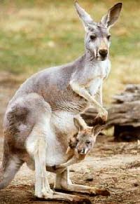 Ảnh Chiếc túi của kangaroo dùng để làm gì?