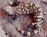 Ảnh Phát hiện loài bò sát mới