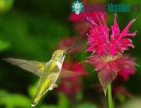 Ảnh Vì sao chim ruồi có thể bay lơ lửng mà không rơi?