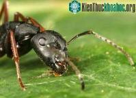 Ảnh Thông tin liên lạc giữa động vật