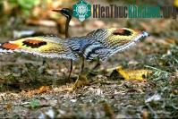 Ảnh Đôi mắt trên cánh