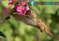 Ảnh Trí nhớ kỳ lạ của chim ruồi
