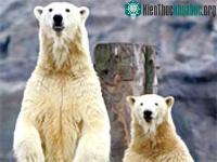 Ảnh Greenland: Ra hạn ngạch săn bắn gấu trắng Bắc cực