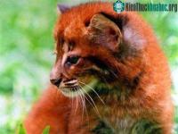 Ảnh Quảng Bình: Cứu sống một con báo lửa bị săn trộm