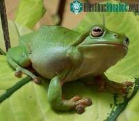 Ảnh Ếch bốc mùi để tránh bị muỗi đốt