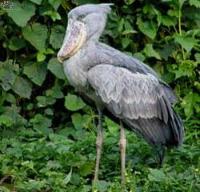 Ảnh Cò mỏ giày Balaeniceps rex