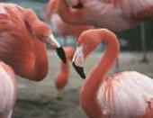Ảnh Flamingos đực đồng tính luyến ái cũng muốn nuôi con
