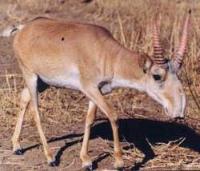 Ảnh Linh dương Saiga