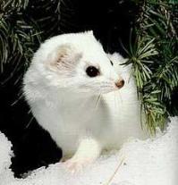 Ảnh Chồn Ermine