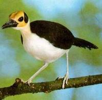 Ảnh Chim hói đầu Picathartes gymnocephalus