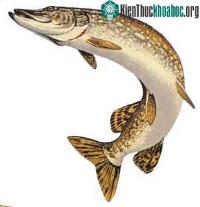 Ảnh Cá chó Esox lucius