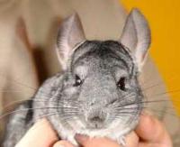 Ảnh Chuột Chinchilla