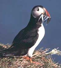 Ảnh Chim rụng mỏ Fratercula arctica