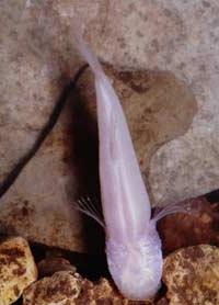 Ảnh Cá hang động