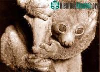 Ảnh Vượn cáo Perodicticus Potto