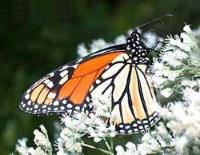 Ảnh Mêxicô: nơi trú đông lý tưởng của loài bướm vua (Danaus plexippus)