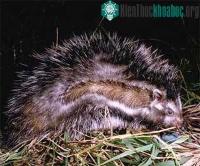 Ảnh Chuột nhím Lophiomys imhausi