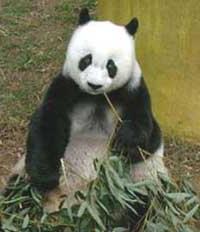 Ảnh Gấu trúc TQ tròn 25 tuổi