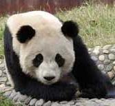 Ảnh Những điều chưa biết về loài gấu trúc khổng lồ