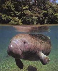 Ảnh Lời khẩn cầu của mỹ nhân ngư