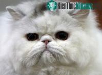 Ảnh Iran sẽ đưa mèo lên không gian