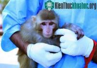 Ảnh Iran sắp đưa sinh vật sống lên vũ trụ