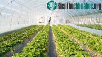 Ảnh Trồng rau trên sao Hỏa