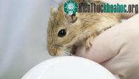 Ảnh Nga phóng vệ tinh mang theo chuột, ốc sên và cá