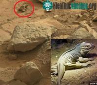Ảnh Phát hiện kỳ đà hóa thạch trên sao Hỏa?