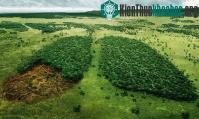 Ảnh “Vũ khí” mới ngăn nạn phá rừng