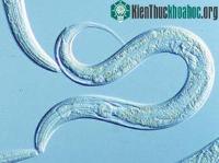 Ảnh Giun “thám hiểm” không gian