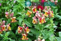 Ảnh Hoa Việt Nam bay vào vũ trụ