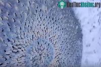 Ảnh Mỹ: Phát hiện hình tròn kỳ dị trên hồ băng