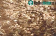 Ảnh Hình vẽ khổng lồ ở Kazakhstan nhìn thấy từ vũ trụ