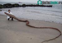 Ảnh Phát hiện xác "quái vật biển" ở Nhật Bản