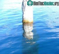 Ảnh Bí ẩn thân cây khổng lồ dựng đứng giữa hồ suốt 100 năm