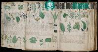 Ảnh Bí ẩn cuốn sách Voynich