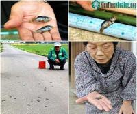 Ảnh Bí ẩn những cơn mưa động vật kì lạ