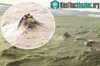 Ảnh Hình ảnh giống đầu quái vật hồ Loch Ness