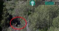 Ảnh Dã nhân Bigfoot lông lá đứng bất động giữa rừng cây?