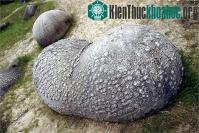 Ảnh Kinh ngạc loại đá tự lớn lên, phình to