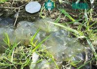 Ảnh Sinh vật lạ xuất hiện sau mưa thiên thạch?