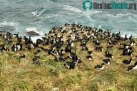 Ảnh Các hòn đảo nằm gần Nam Cực của New Zealand