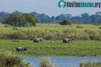 Ảnh Vườn quốc gia Kaziranga